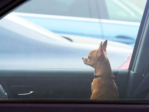 Chihuahua. Small dog waiting for owners inside the locked car.  Abandoned animal in closed space. Danger of pet overheating
