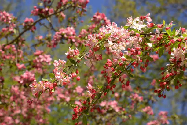 malus floribunda or japenese crab or purple chokeberry in spring