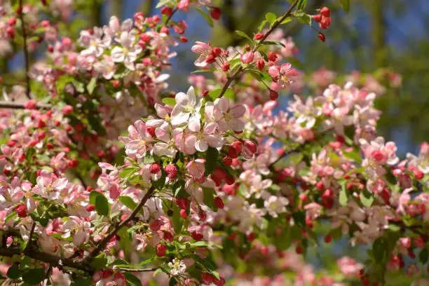 showy crabapple branches in bloom