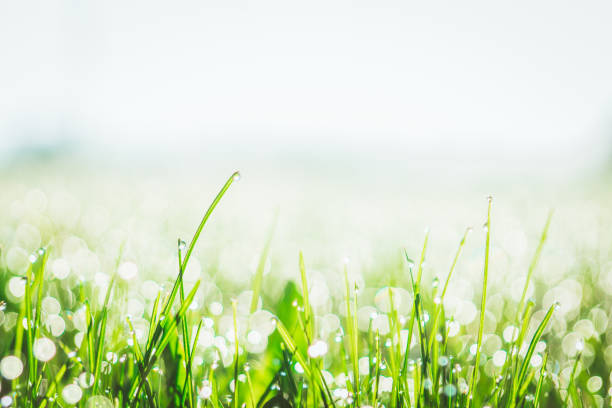 Photo of In the early morning, drops of water on the grass