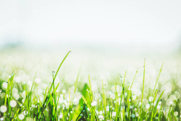 In the early morning, drops of water on the grass drops of water on the lawn in the morning at sunrise saint hyacinthe photos stock pictures, royalty-free photos & images