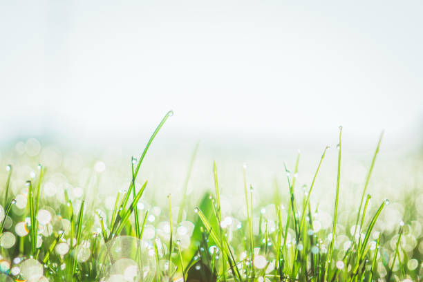 In the early morning, drops of water on the grass drops of water on the lawn in the morning at sunrise saint hyacinthe photos stock pictures, royalty-free photos & images