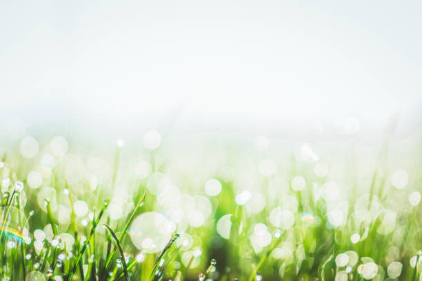 In the early morning, drops of water on the grass drops of water on the lawn in the morning at sunrise saint hyacinthe photos stock pictures, royalty-free photos & images