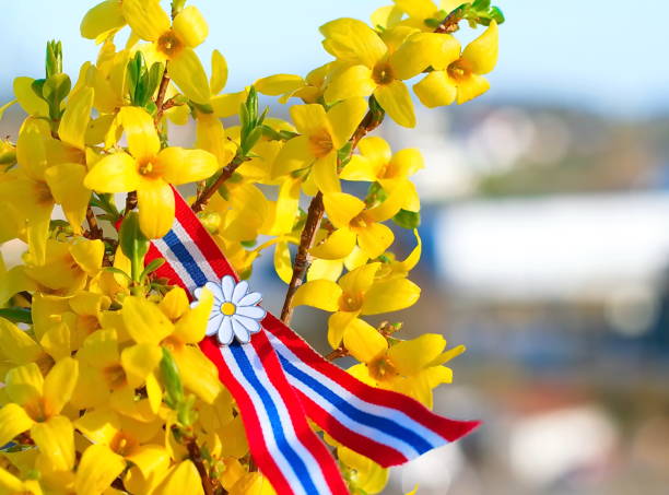 istock Forsythia with Norwegian 17'th of may ribbon 1147078731