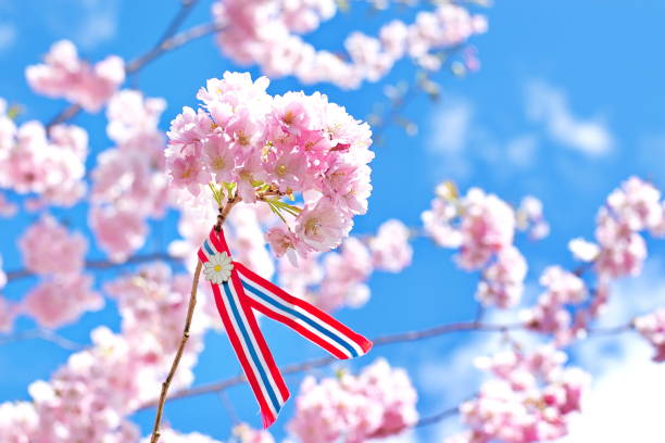 Norwegian 17'th of may ribbon. Blossoming pink sacura cherry tree flowers against blue sky background with Norwegian 17'th of may ribbon. Norway's Constitution Day is celebrated on May 17 norwegian flag stock pictures, royalty-free photos & images