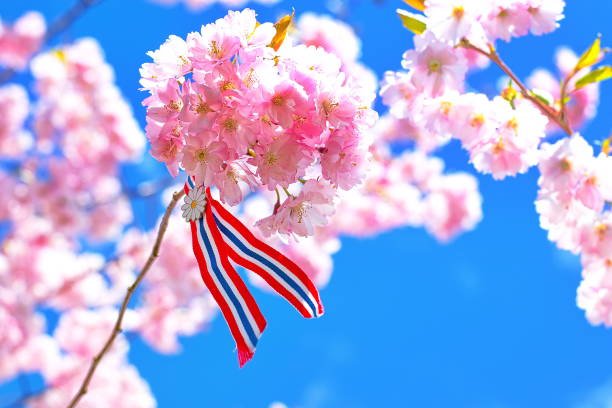 Norwegian 17'th of may ribbon. Blossoming pink sacura cherry tree flowers against blue sky background with Norwegian 17'th of may ribbon. Norway's Constitution Day is celebrated on May 17 norwegian flag stock pictures, royalty-free photos & images