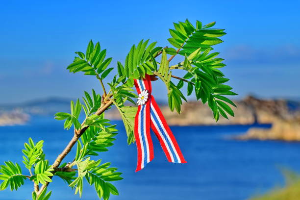 istock Rowan tree with Norwegian 17'th of may ribbon 1147079405
