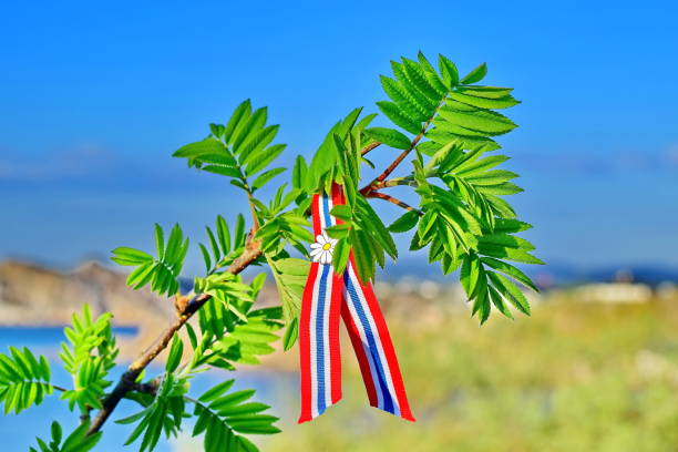 istock Rowan tree with Norwegian 17'th of may ribbon 1147079437