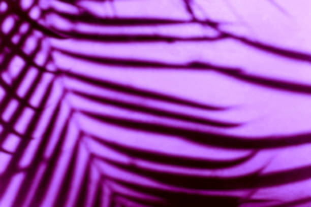 istock Abstract blurred background of shadows palm leaves on a wall. 1147080671
