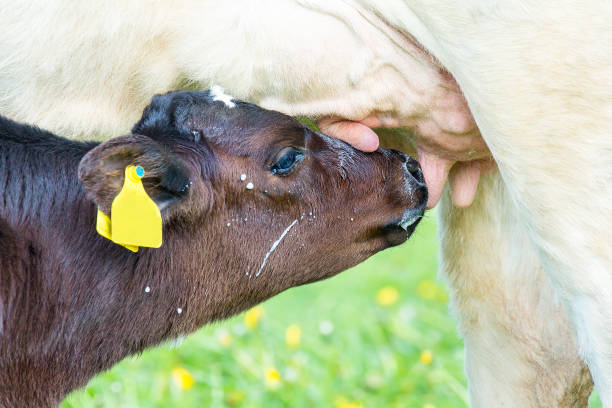 母牛からミルクを飲む新生児のふくらはぎ - domestic cattle calf mother field ストックフォトと画像