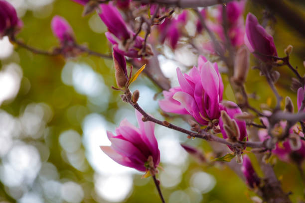 istock Pink magnolia tree flower park nobody 1147081116