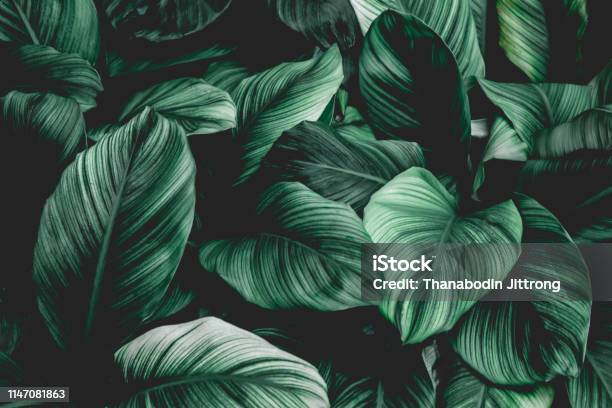Tropisches Blatt Hintergrund Stockfoto und mehr Bilder von Blatt - Pflanzenbestandteile - Blatt - Pflanzenbestandteile, Bildhintergrund, Pflanze