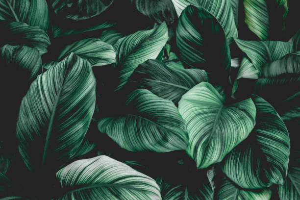 tropisch bladachtergrond - groene kleuren fotos stockfoto's en -beelden