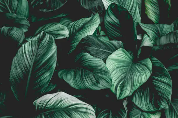 Photo of Tropical leaf background
