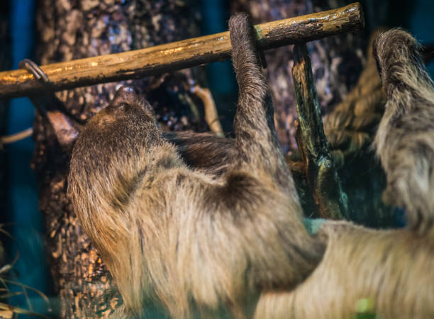 istock Sloth slow-moving tropical American mammal that hangs upside down from branches of trees using its long limbs and hooked claws 1147082465