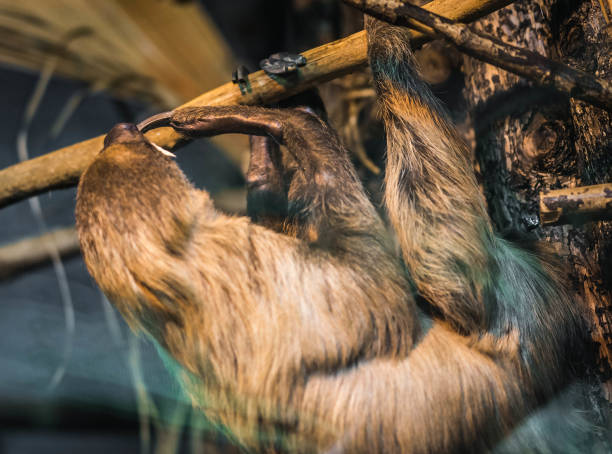 istock Sloth slow-moving tropical American mammal that hangs upside down from branches of trees using its long limbs and hooked claws 1147082518