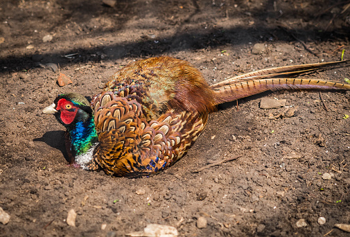 Image of bright colored pheasant cleaning feathers in a dusty hole
