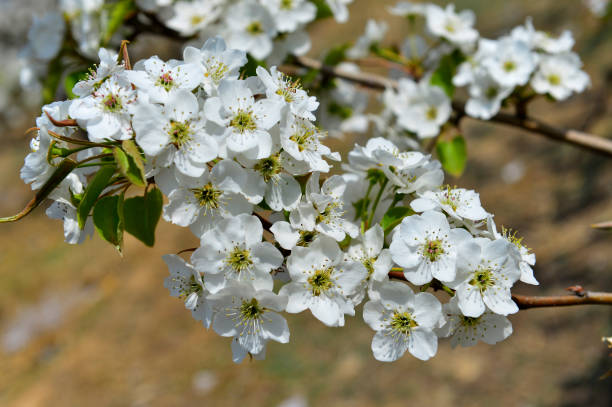 istock Pear flower in full bloom in spring 1147087396