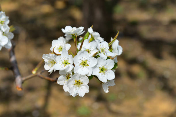istock Pear flower in full bloom in spring 1147087498