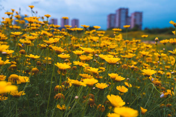 yellow flowers and city  buildings