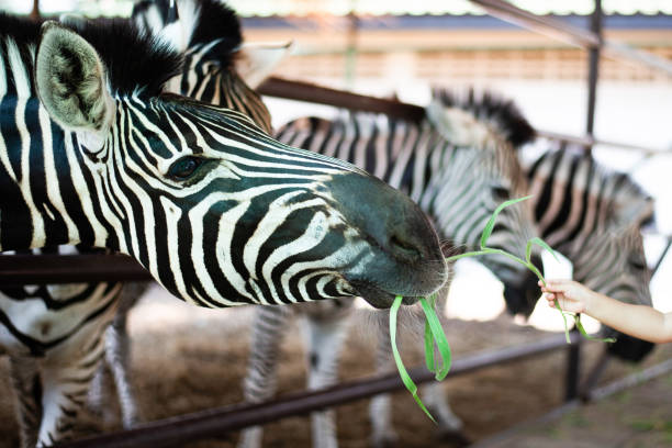 istock Little child feeding zebra grass at the zoo 1147088701