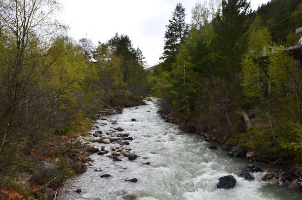 istock Mountain river surrounded by trees in the Elbrus region 1147088793