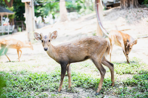 istock Red deer and hinds walking and eating grass at zoo 1147089361