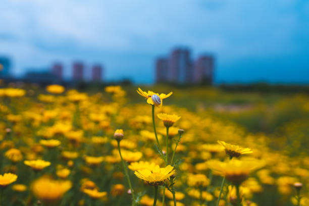 istock snail on yellow flowers and buildings 1147089369