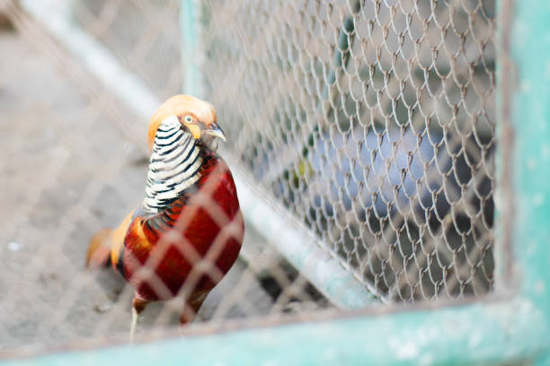 istock pheasant walking in cage at the zoo,Reserved animals 1147089454