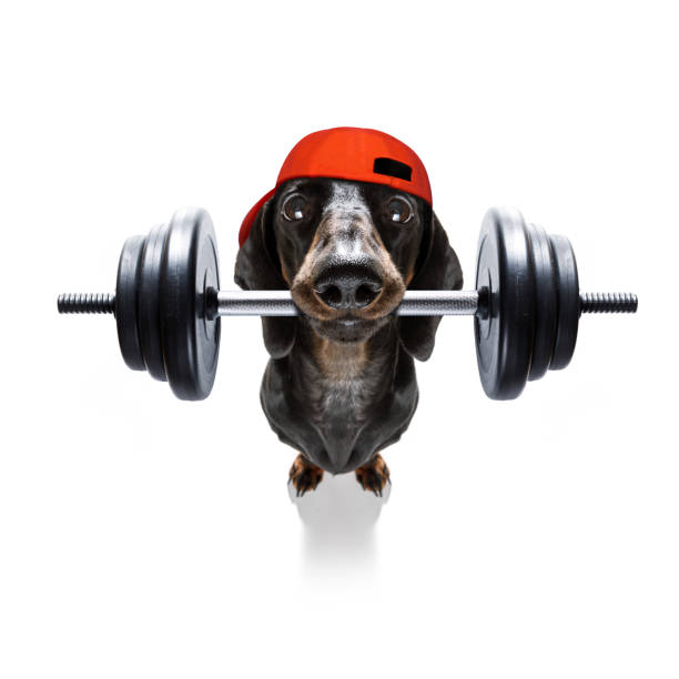 personal trainer dog - weightlifting weight training weights gym imagens e fotografias de stock