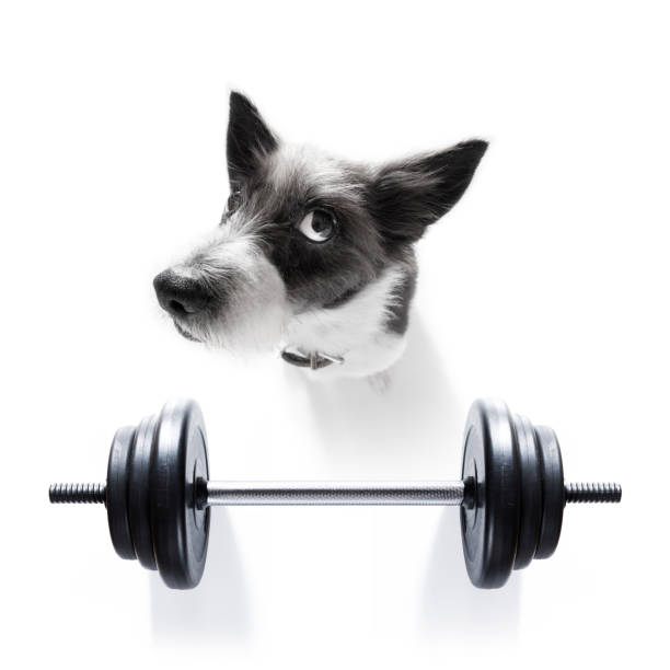 perro entrenador personal - exercising sports training sport gym fotografías e imágenes de stock