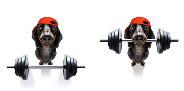 personal trainer dog - weightlifting weight training weights gym imagens e fotografias de stock