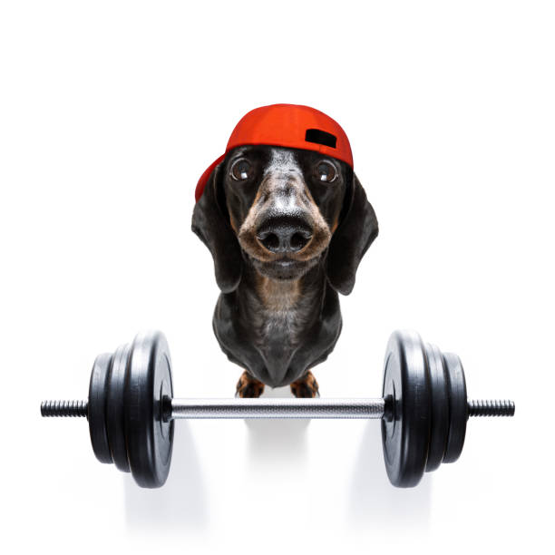 personal trainer dog - weightlifting weight training weights gym imagens e fotografias de stock