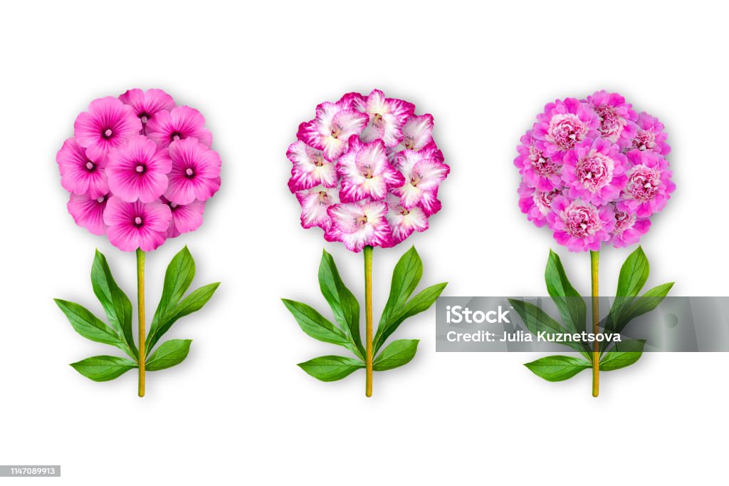 Tres Flores Fantásticas Sobre Un Fondo Blanco La Composición De Las Flores De Lavatera Rosas Gladiolo Y Peonías Objeto Artístico Minimalismo Foto de stock y más banco de imágenes de Acontecimiento - Tres Flores Fantásticas Sobre Un Fondo Blanco La Composición De Las Flores De Lavatera Rosas Gladiolo Y Peonías Objeto Artístico Minimalismo Foto de stock y más banco de imágenes de Acontecimiento -
