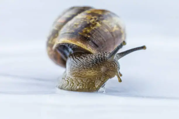 The beautiful macro shot of isolated funny inquisitive snail on the white background doing his slow stroll