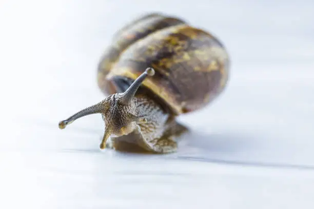 The beautiful macro shot of isolated funny inquisitive snail on the white background doing his slow stroll