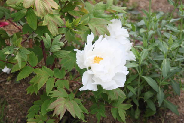 istock Peony pink yellow white flower 1147093002