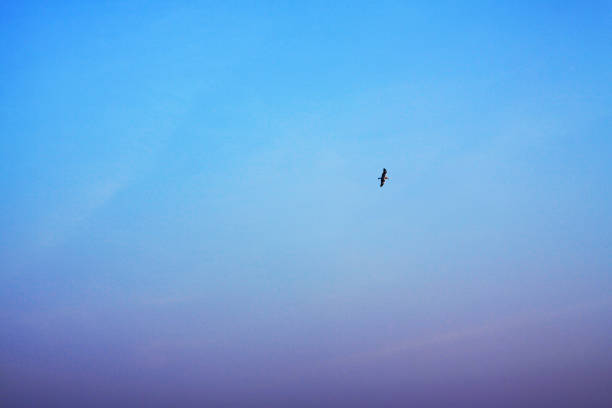 istock Seagull bird flying on the blue sky with freedom life. 1147096404