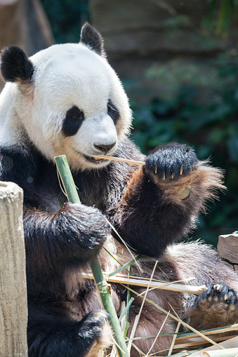 Giant panda (Ailuropoda melanoleuca). Wildlife animal. Eating bamboo