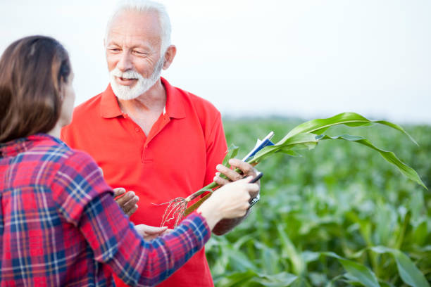 uśmiechnięty siwowłosy starszy agronom rozmawia ze swoją młodą koleżanką na polu kukurydzy - corn corn crop field stem zdjęcia i obrazy z banku zdjęć