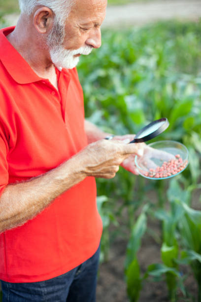 starszy agronom lub rolnik badający nasiona kukurydzy na polu - corn corn crop field stem zdjęcia i obrazy z banku zdjęć