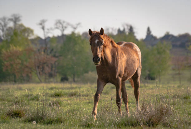 istock Horses near the lake 1147098029