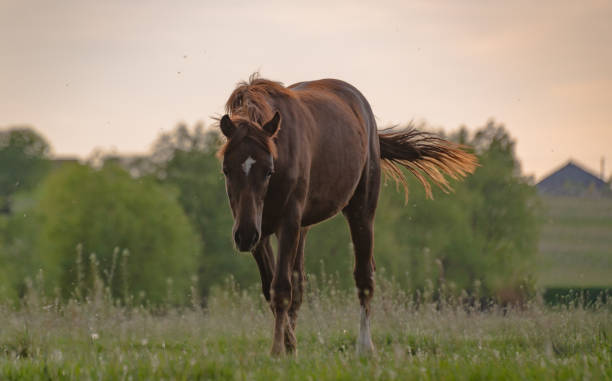 istock Horses near the lake 1147098030