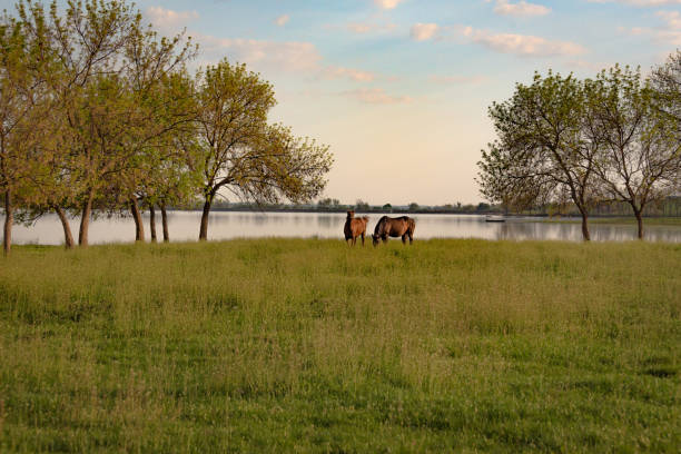 istock Horses near the lake 1147098067