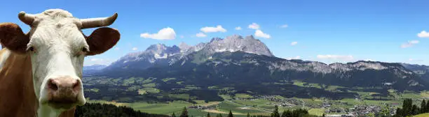 Famous „Wild Kaiser“ with a cow in the foreground