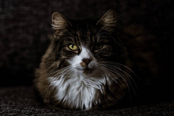 istock Mini Main Coon sits on a couch in indirect light with focus on the eyes 1147098894