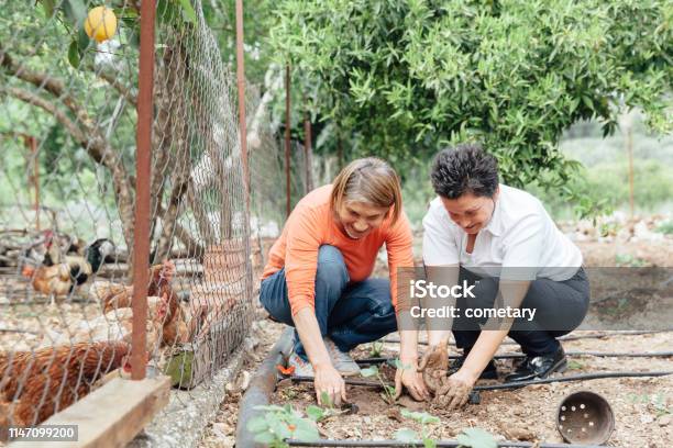 Gardening Together Stock Photo - Download Image Now - Chicken - Bird, Springtime, Yard - Grounds