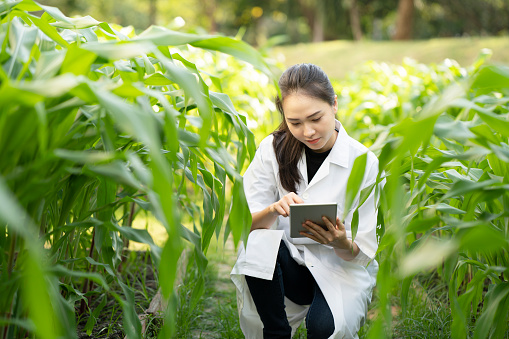 Biotechnology woman engineer examining and record data plant leaf for disease, science and research concept
