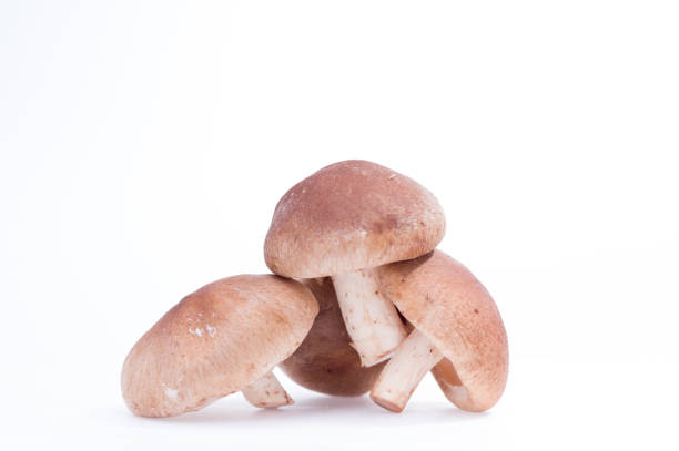 Hill of mushrooms shiitake. Shiitake mushroom isolate. Three shiitake mushrooms. Hill of mushrooms shiitake. Shiitake mushroom isolate. Three shiitake mushrooms. Front view, marasmiaceae stock pictures, royalty-free photos & images