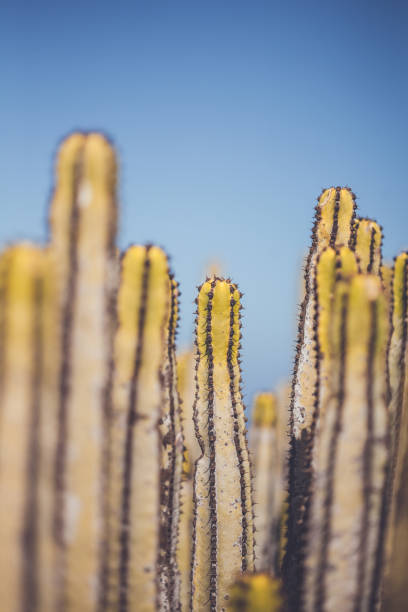 Cactus plant growing on an arid cliff